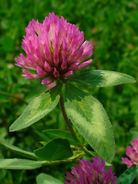 Wild Red Clover Plants (Trifolium pratense)