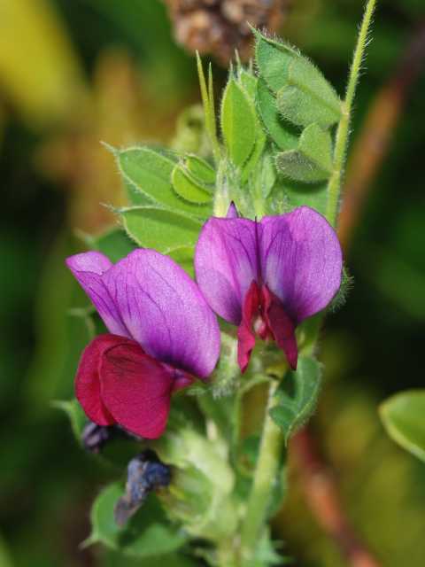 Common Vetch Plants (Vicia sativa)