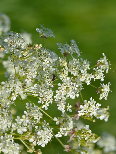 Cow Parsley Seeds (Anthriscus sylvestris)