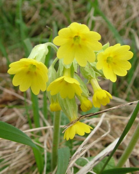 Cowslip Plants (Primula veris)