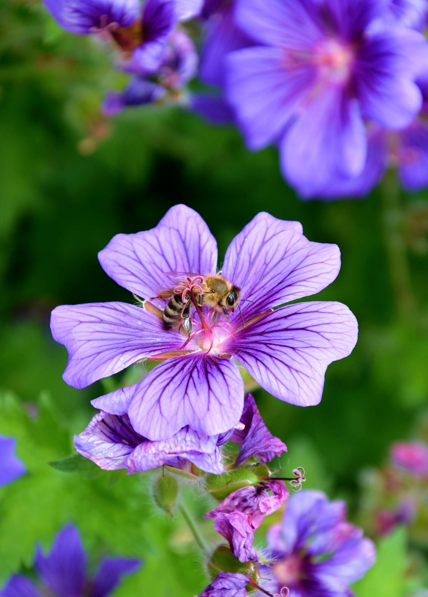 Hedge Cranesbill Plants (Geranium pyrenaecium)