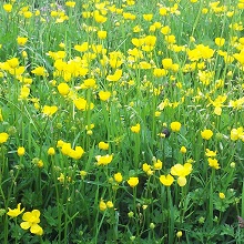 Creeping Buttercup Plants (Ranunculus repens)