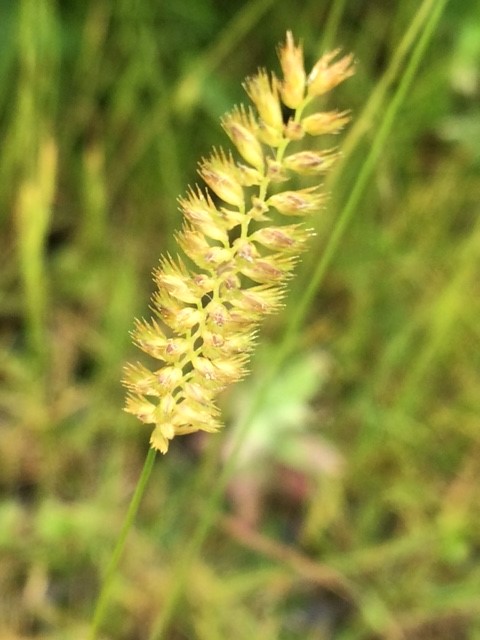 Crested Dogstail Plants (Cynosurus Cristatus)