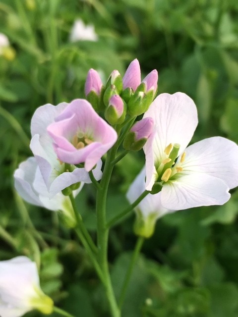 Cuckoo Flower Plants (Cardamine Pratensis)