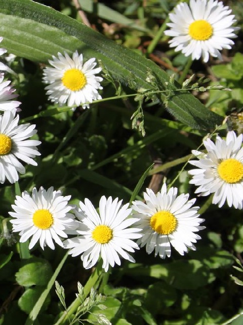 Common Daisy Plants (Bellis perennis)
