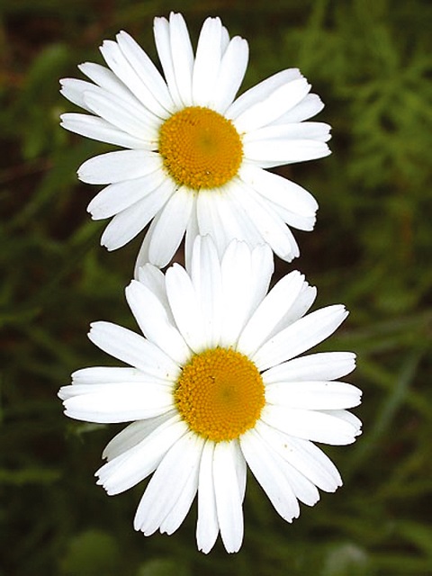 Ox Eye Daisy Seeds (Leucanthemum vulgare)