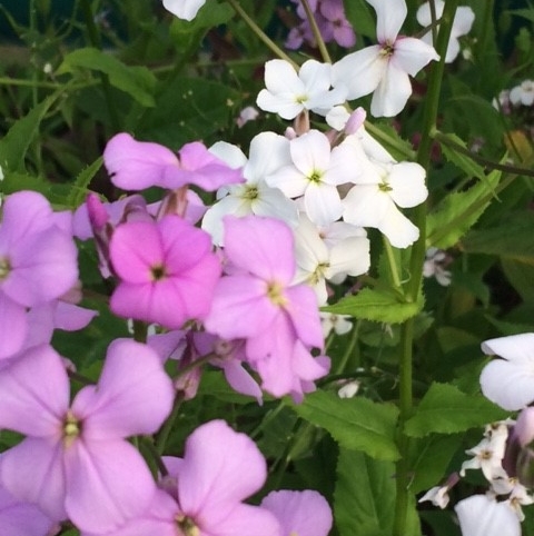 Dames Violet Plants (Hesperis Matronalis)