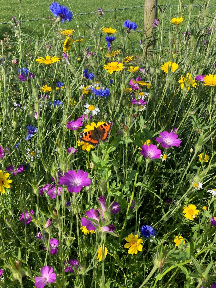 Cornfield Annuals Wildflower Seeds LW9M 80/20