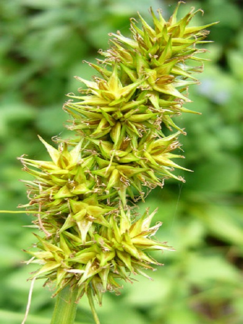 False Fox Sedge Plants (Carex otrubae)