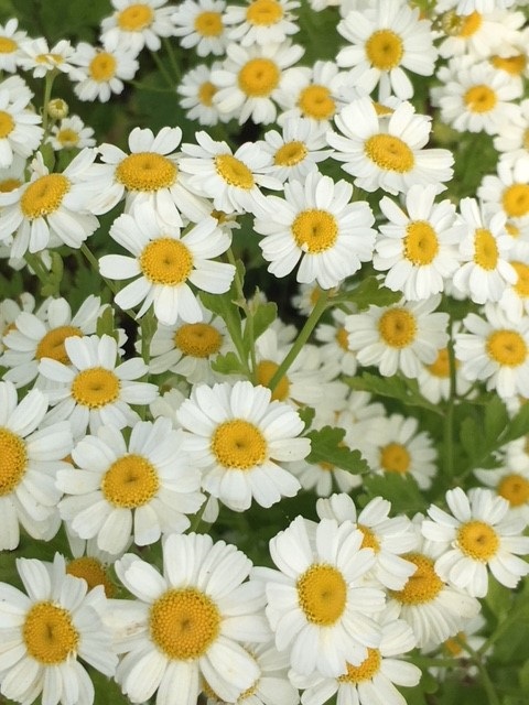 Feverfew Plants (Tanacetum parthenium)