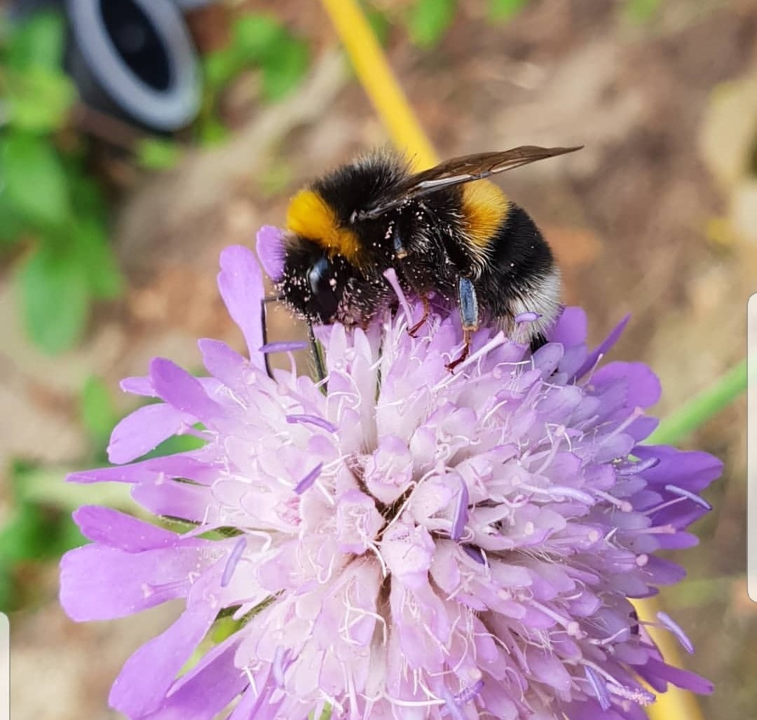 Butterfly and Bee Wildflower Seeds LWBM 80/20