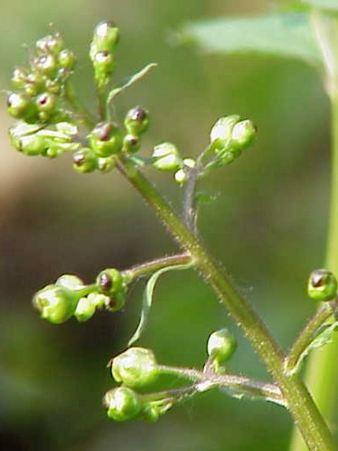 Common Figwort Plants (Scrophularia nodosa)