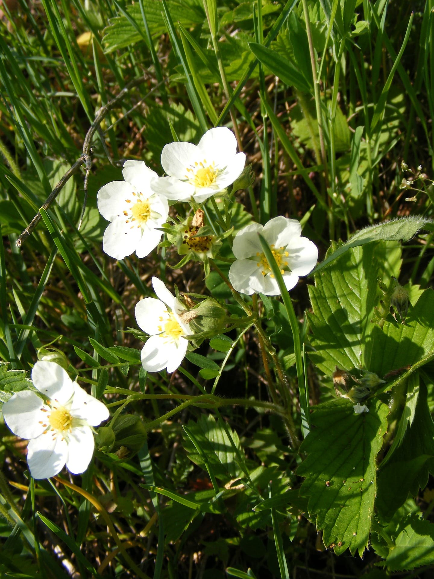 Wild Strawberry Plants (Fragaria vesca)