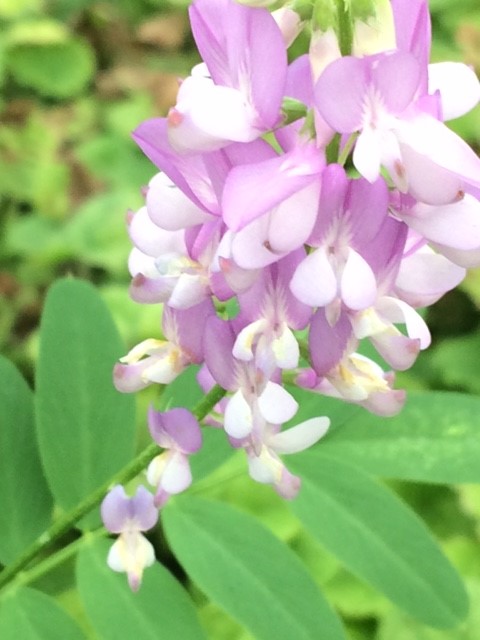 Goats Rue (Galega Officinalis)