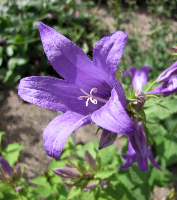 Giant Bellflower Plants (Campanula Latifolia)