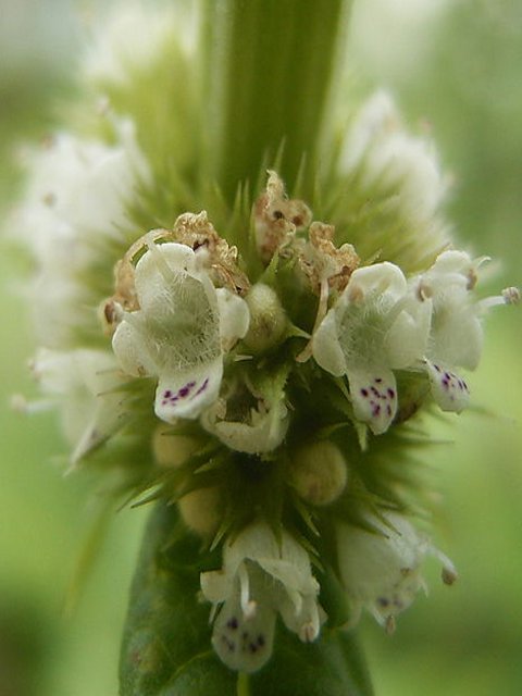 Gypsywort Plants (Lycopus eurpaeus)