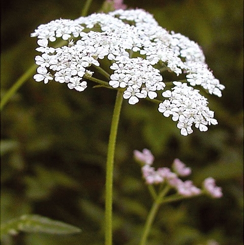 Upright Hedge Parsley Plants (Torilis japonica)