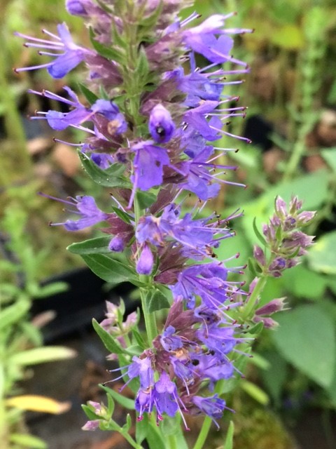 Hyssop Plants (Hyssopus Officinalis)