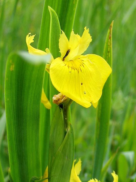 Yellow-Flag Iris Plants (Iris pseudarcorus)