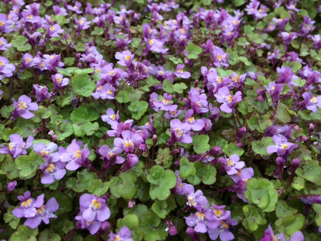 Ivy Leaved Toadflax Plants (Cymbalaria Muralis)