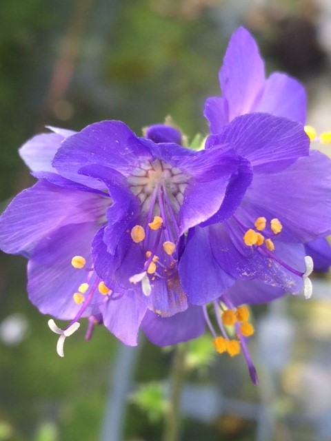 Jacob's Ladder Plants (Polemonium caeruleum)