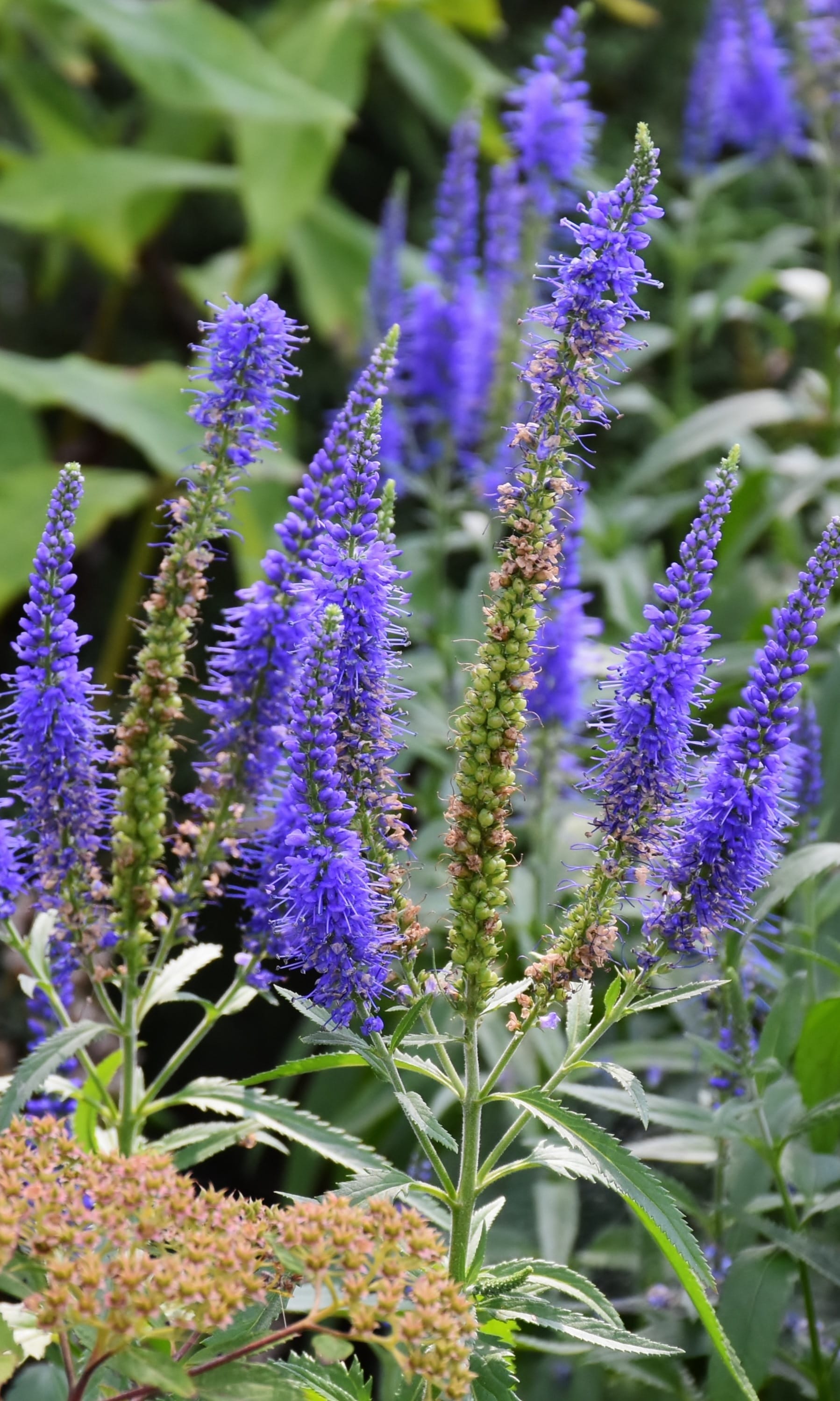 Spiked Speedwell Plants (Veronica spicata)