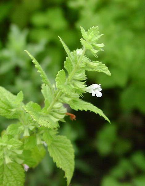 Lemon Balm Plants (Melissa Officinalis)