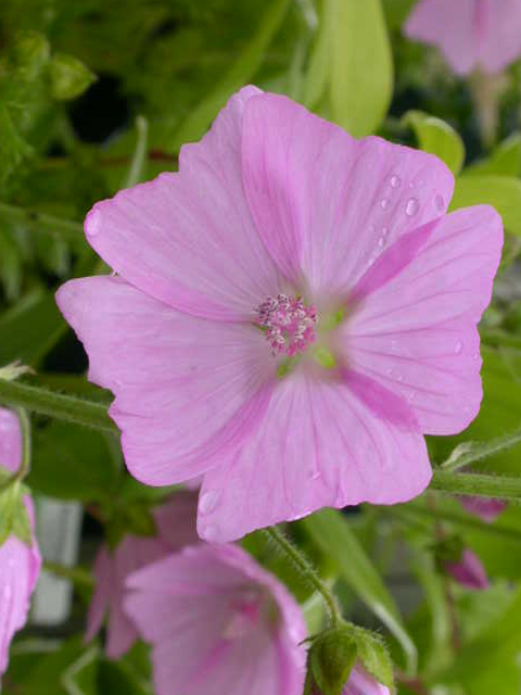 Musk Mallow Plants (Malva moschata)