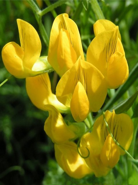 Meadow Vetchling Plants (Lathyrus pratensis)