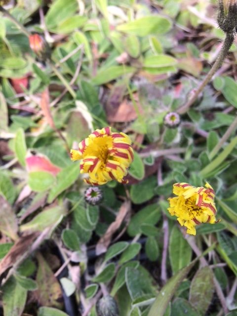 Mouse-Ear Hawkweed (Hieracium Pilosella)