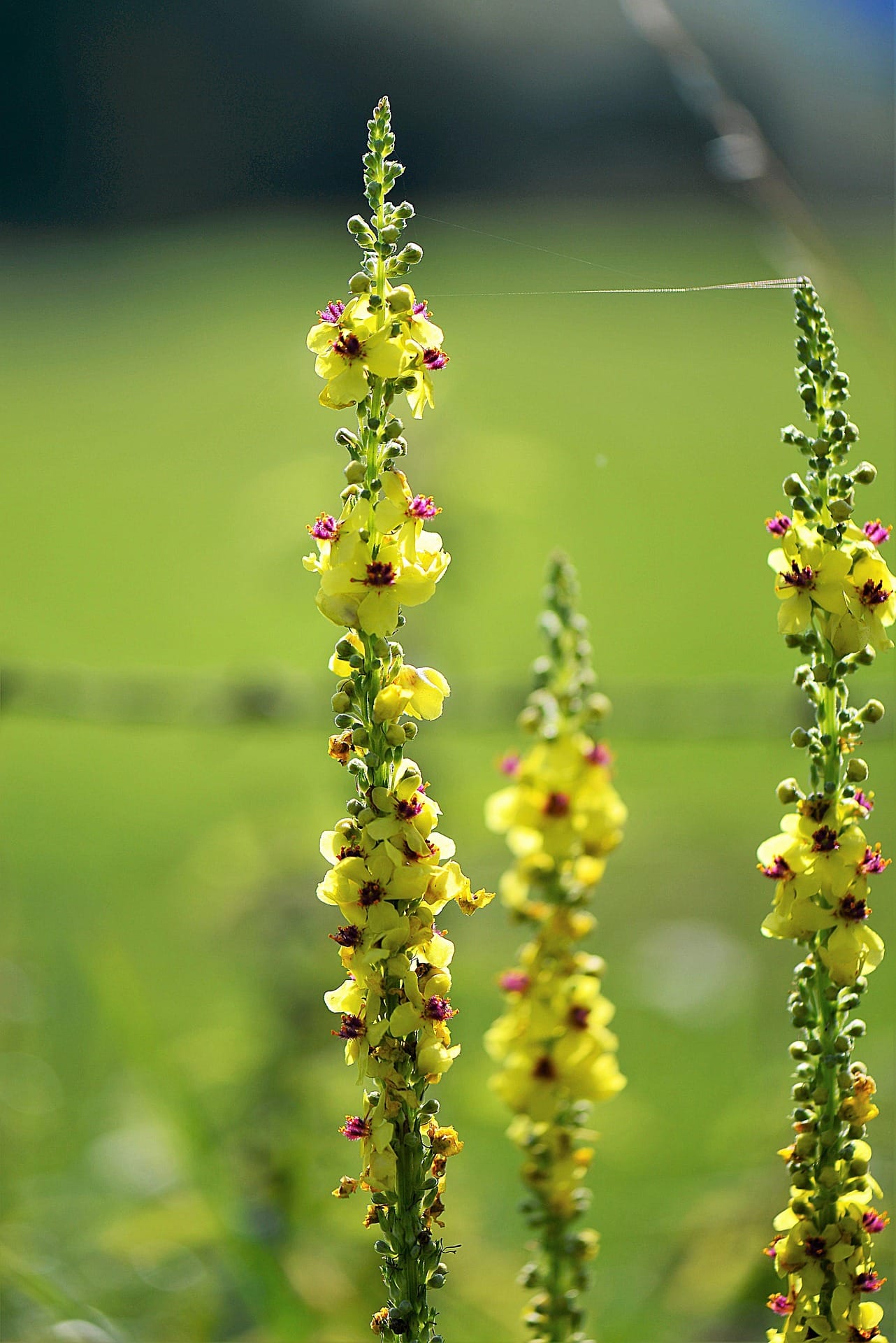 Moth Mullein Plants (Verbascum blattaria)