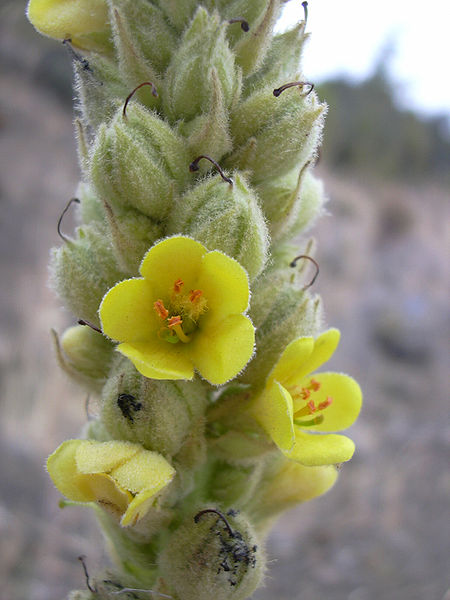 Greater Mullein Plants (Verbascum thapsus)