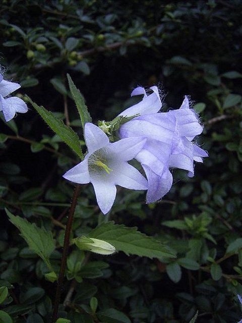 Nettle Leaved Bellflower Plants (Campanula trachelium)