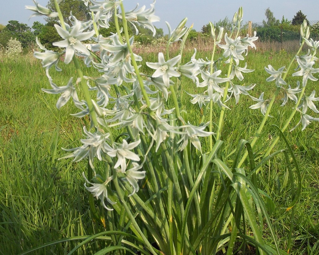 Nodding Star of Bethlehem Bulbs (Ornithogalum nutans)