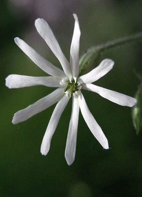 Nottingham Catchfly Plants (Silene nutans)