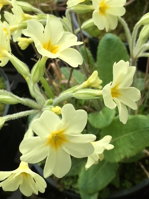 Oxlip Plants (Primula Elatior)