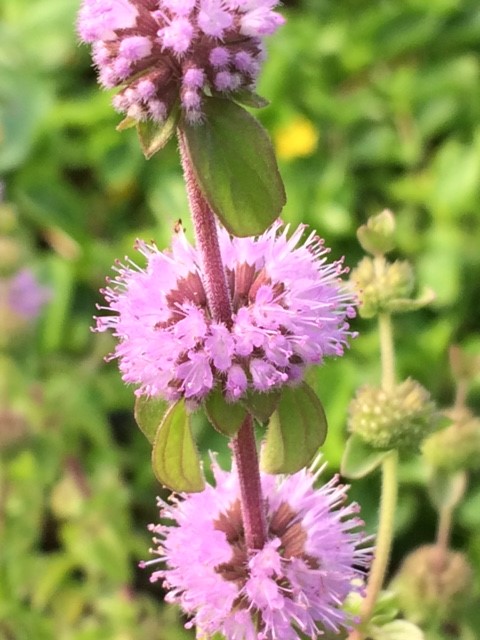 Pennyroyal Plants (Mentha Pulegium)