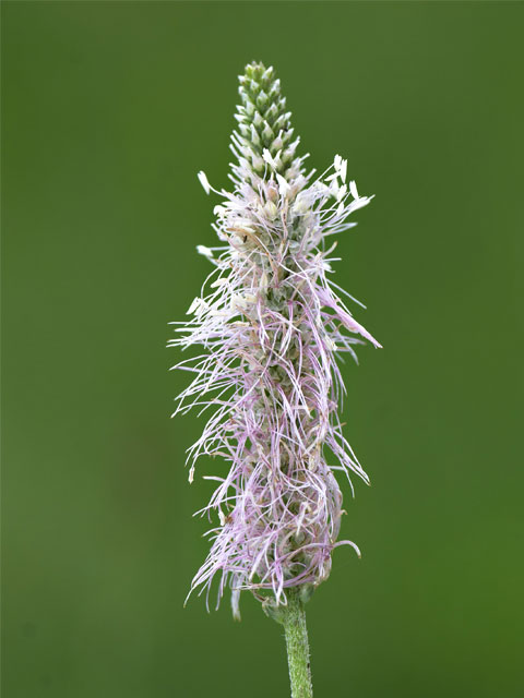 Hoary Plantain Plants (Plantago media)