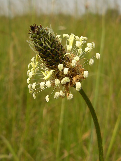 Ribwort Plantain Plants (Plantago lanceolata)