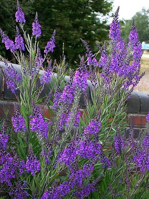 Purple Toadflax Plants (Linaria purpurea)