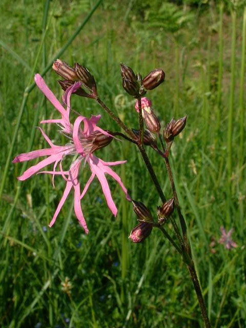 Ragged Robin Plants (Lychnis flos-cuculi)