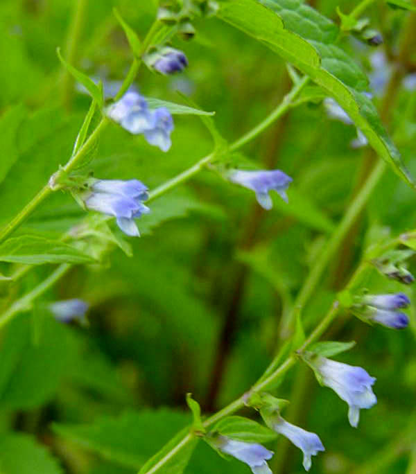 Skullcap Plants (Scutellaria Galericulata)