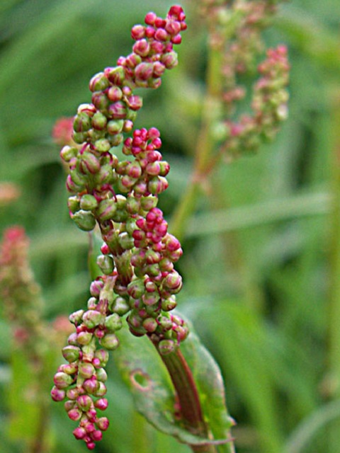 Common Sorrel Plants (Rumex acetosa)