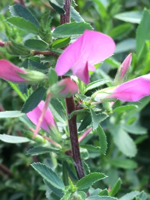 Spiny Restharrow (Ononis spinosa)