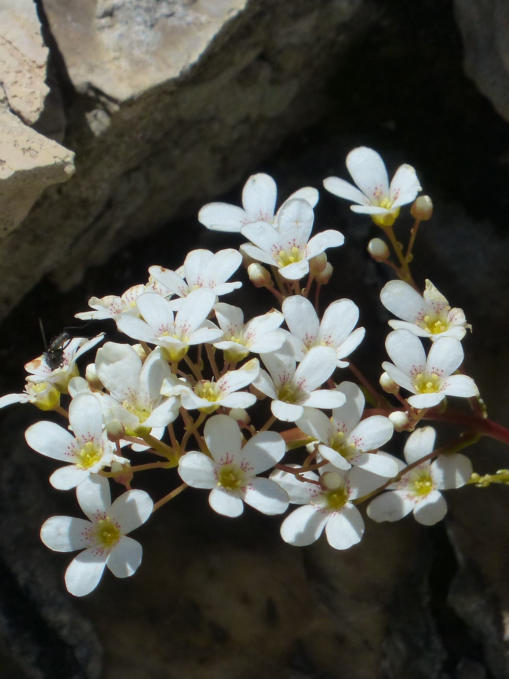 Meadow Saxifrage Plants (Saxifraga granulata)