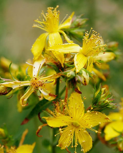 Common St Johns Wort Plants (Hypericum perforatum)