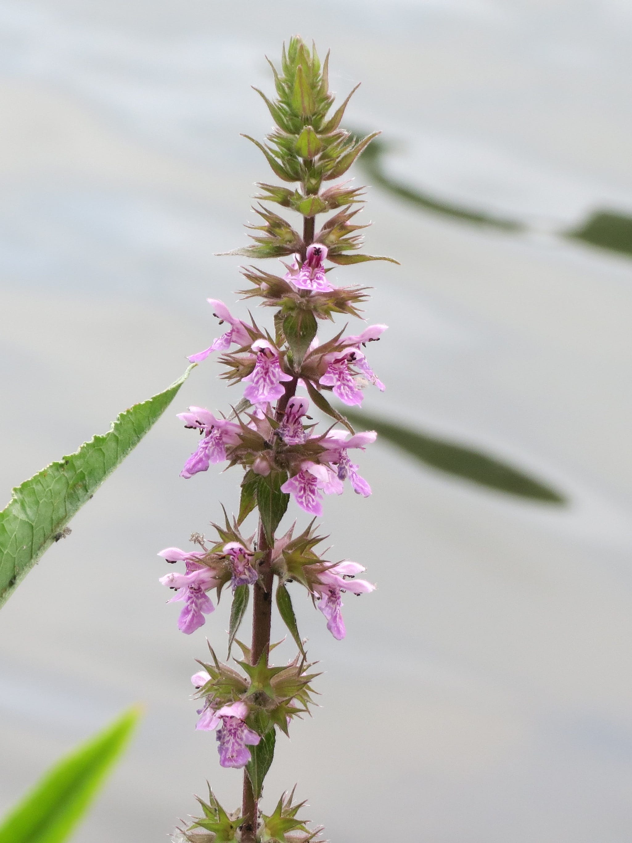 Marsh Woundwort Plants (Stachys palustris)