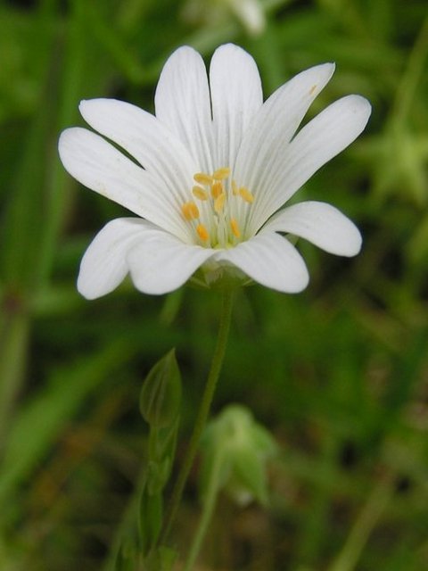 Greater Stitchwort Plants (Stellaria holostea)