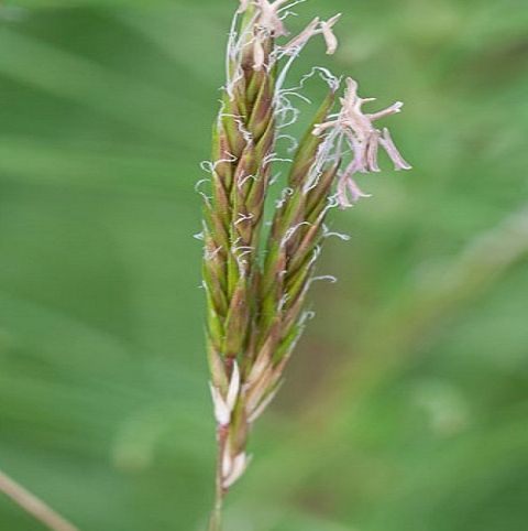 Sweet Vernal Grass Plants (Anthoxanthum odoratum)