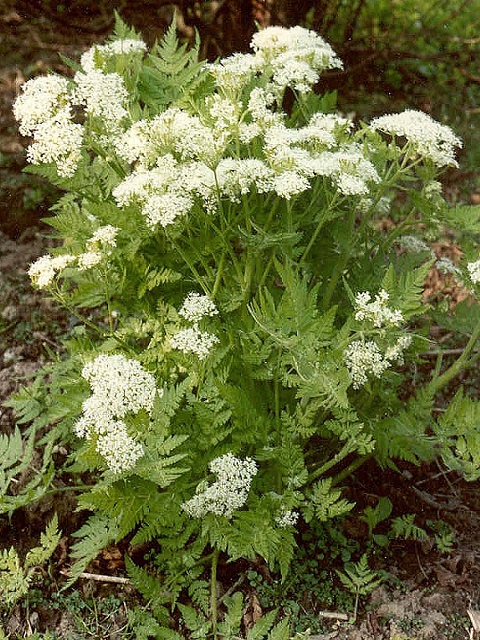 Sweet Cicley Plants (Myrrhis Odorota)